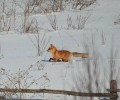 В Благовещенском округе введен карантин по бешенству