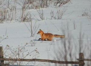 В Благовещенском округе введен карантин по бешенству