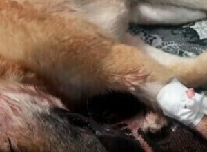 Вынесен приговор живодерам, которые в Чигирях пытались зверски убить собаку. Ни один из них не получил реальный срок
