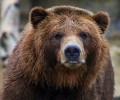 На Дальнем Востоке медведь напал на спортсмена во время тренировки. Мужчина выжил
