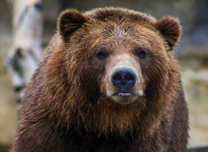 На Дальнем Востоке медведь напал на спортсмена во время тренировки. Мужчина выжил