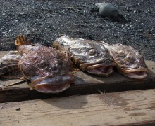 Горизонт-Экстрим: Трофейная рыбалка, сплавы и экспедиции для искателей настоящих ощущений