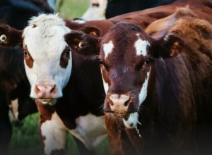 Амурский скот проверят на коллективный иммунитет против ящура