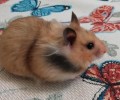 Хомяк джонгарский с клеткой