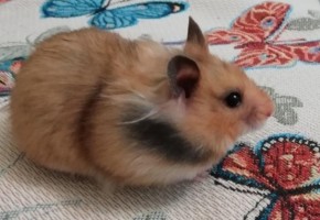 Хомяк джонгарский с клеткой