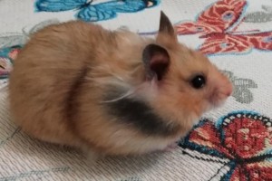 Хомяк джонгарский с клеткой