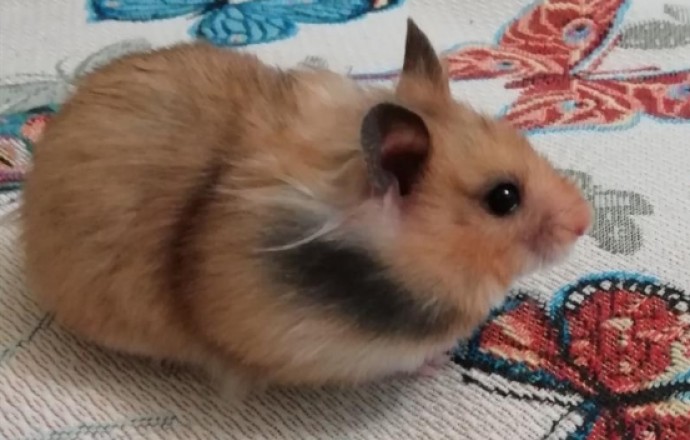 Хомяк джонгарский с клеткой