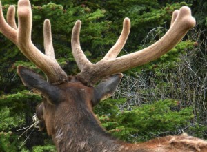 Охоту на изюбрей запретили в Амурской области