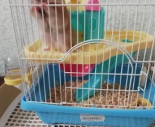 Хомяк джонгарский с клеткой